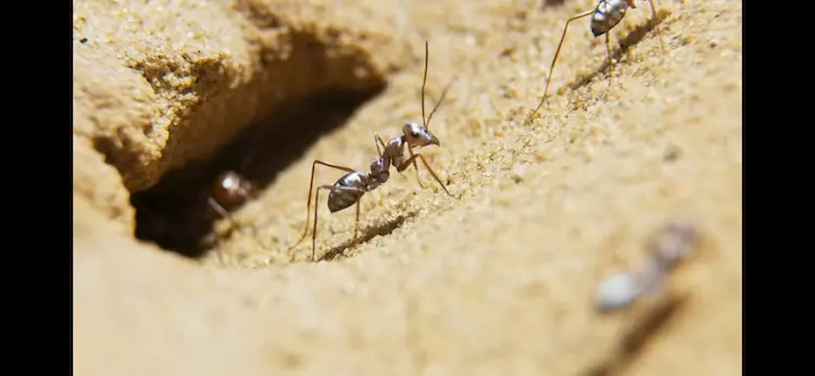Saharan silver ant (Cataglyphis bombycina) as shown in A Perfect Planet - The Sun